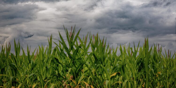 Storm clouds may be approaching for U.S. corn growers — unless they can decouple themselves from large input suppliers.