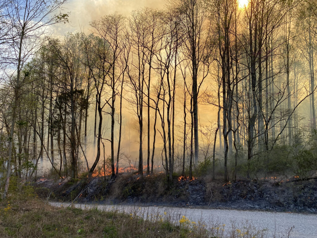 More frequent prescribed burns can benefit young oaks, despite invasive grasses.
