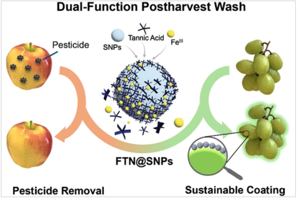 A dual-action postharvest wash, based on metal–phenolic network–capped starch nanoparticles (FTN@SNPs), can reduce surface pesticide residues while helping maintain produce quality during storage.