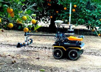 A robot designed to assist with precision irrigation in action in a citrus orchard.