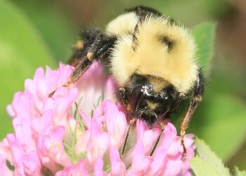 A bumblebee on clover