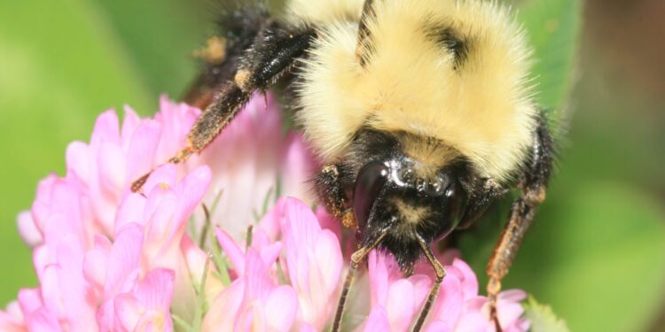 A bumblebee on clover