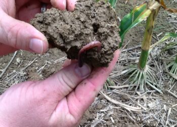 An earthworm and a huge macropore — indicators of good soil health.
