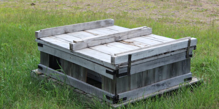 Each of these pallets holds four colonies of bumblebees, which are more reliable for cranberry pollination than honeybees.