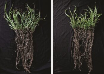 Roots (Mesocosm Biochar Study)