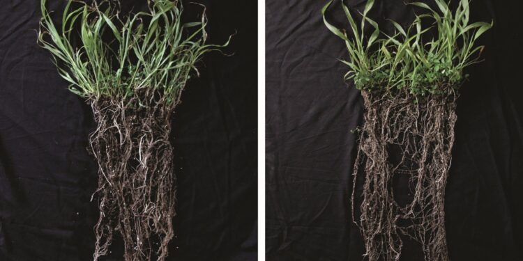 Roots (Mesocosm Biochar Study)