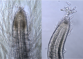 Left: Poa pratensis inoculated with bacteria obtained from leaves of a nitrogen-fixing line of corn (C-4-6) from Mexico. Right: Poa pratensis grown from seeds that were surface-disinfected for 50 minutes. Notice the difference in number of root hairs.