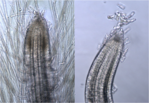 Multiplying Microbes