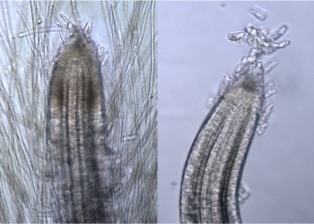 Left: Poa pratensis inoculated with bacteria obtained from leaves of a nitrogen-fixing line of corn (C-4-6) from Mexico. Right: Poa pratensis grown from seeds that were surface-disinfected for 50 minutes. Notice the difference in number of root hairs.