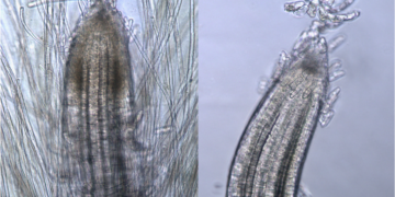 Left: Poa pratensis inoculated with bacteria obtained from leaves of a nitrogen-fixing line of corn (C-4-6) from Mexico. Right: Poa pratensis grown from seeds that were surface-disinfected for 50 minutes. Notice the difference in number of root hairs.