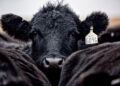 When a Steer Produces Milk, Farmers Should Pay Attention