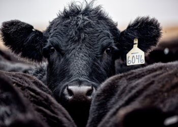 When a Steer Produces Milk, Farmers Should Pay Attention