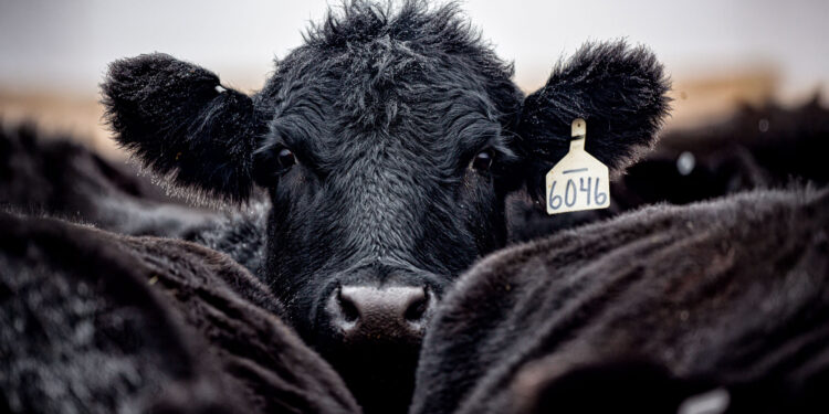 When a Steer Produces Milk, Farmers Should Pay Attention