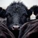 When a Steer Produces Milk, Farmers Should Pay Attention
