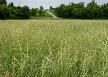 Have You Met Kernza, the “New Wheat”?