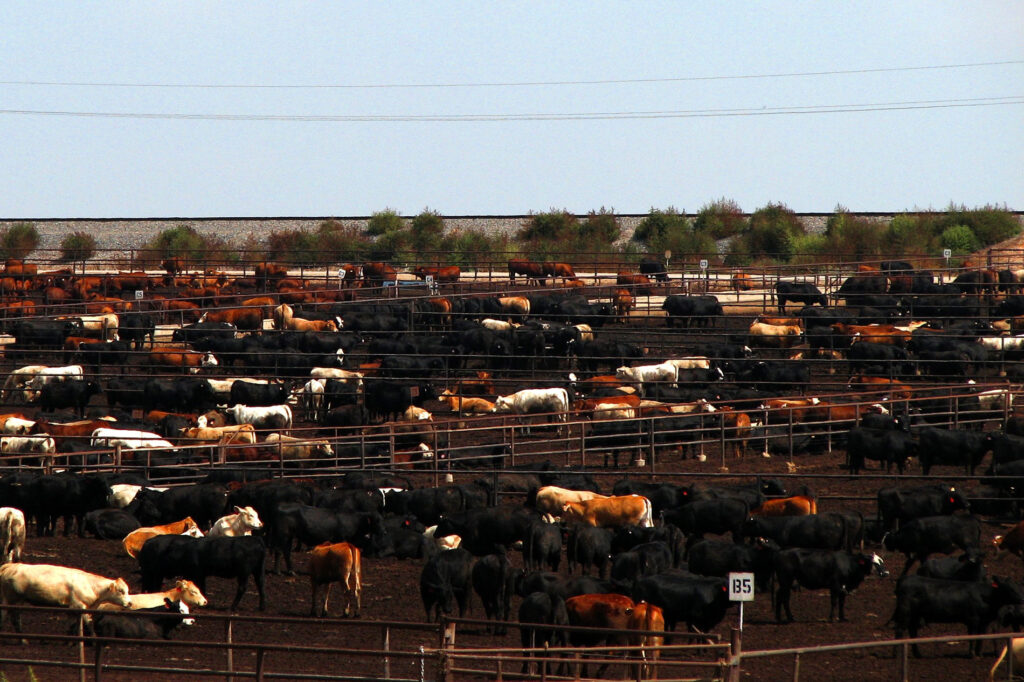 What Are Lactating Steers Trying to Tell Us?