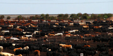 What Are Lactating Steers Trying to Tell Us?