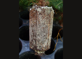 Giving Trees a Great Start