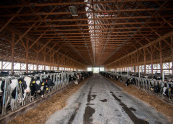 Udderly Misaligned
