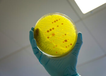 Scientists have found evidence that glyphosate, one of the world’s most widely used herbicides, may help select for bacteria that are resistant to multiple antibiotics.