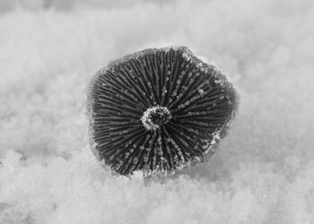 In the Fungal Midwinter