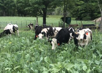 Regenerating the Hard Acres