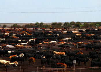 Lactating Steers?!?