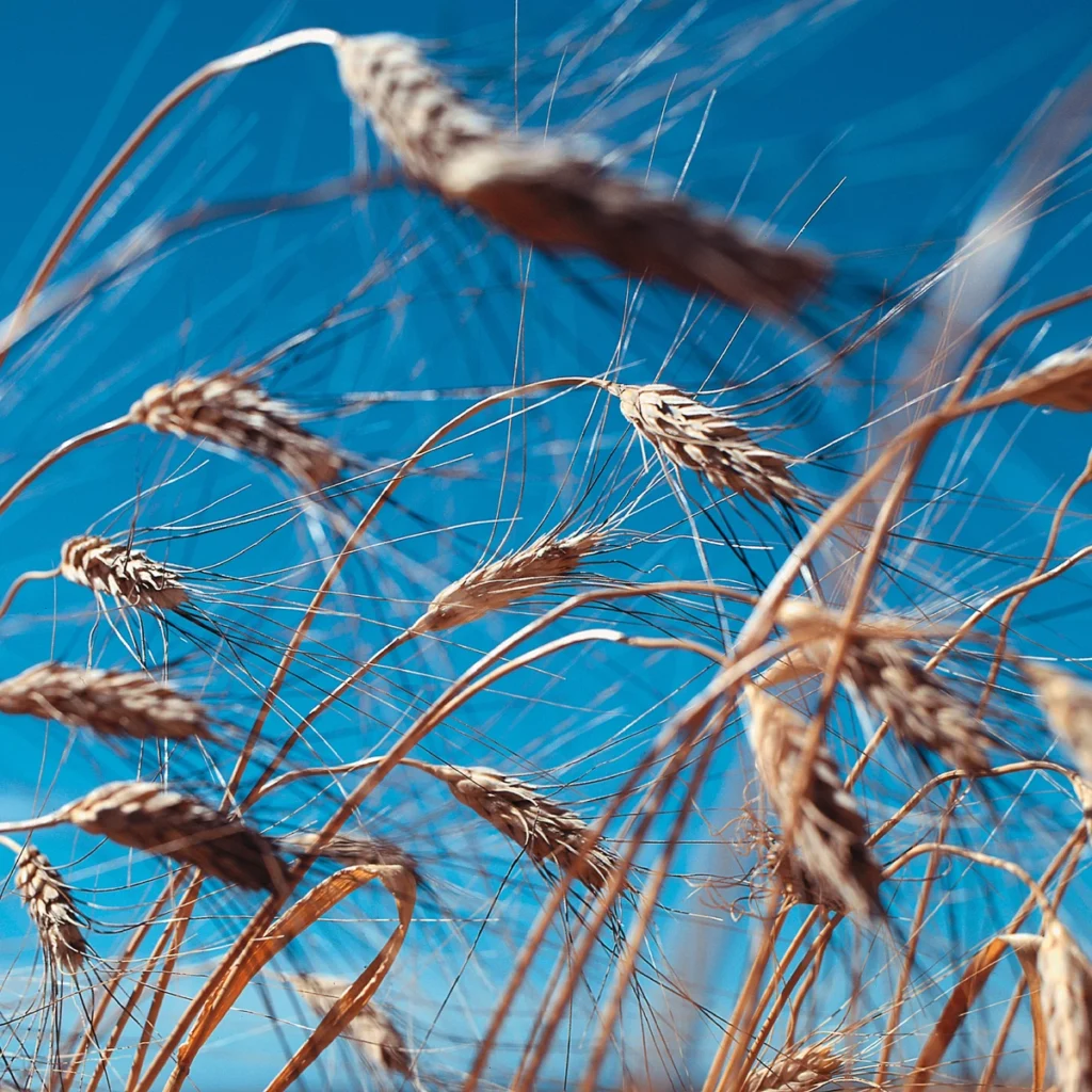 Old Grain, New Game