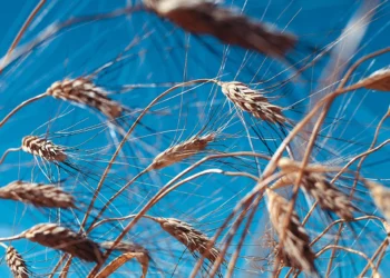 Old Grain, New Game