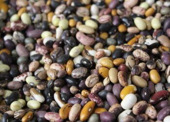 Not Seed Sovereignty