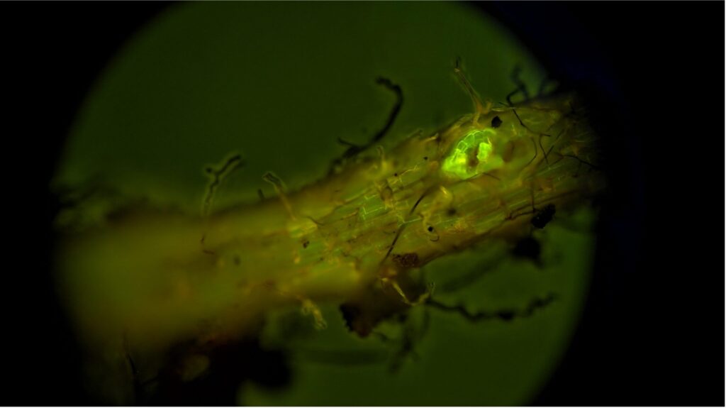 Regenerating Mycorrhizae
