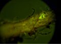 Regenerating Mycorrhizae