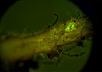Regenerating Mycorrhizae